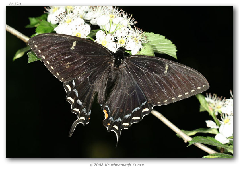 Papilio appalachiensis female (aberrant, live, Spruce Knob National Rec Area, Pendleton Co., WV 6-7-2006)2 (Internet Image property of respective owner, non-commercial use only)